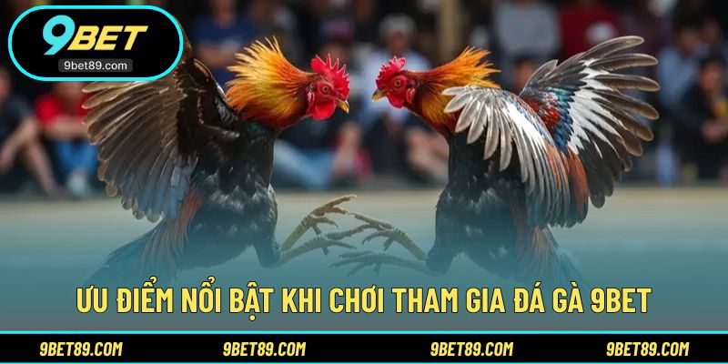 Những điểm mạnh tạo nên sức hút của đá gà tại nhà cái